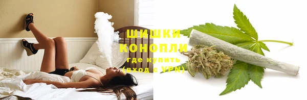 прущие грибы Медногорск