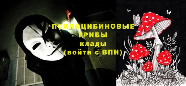 прущие грибы Медногорск